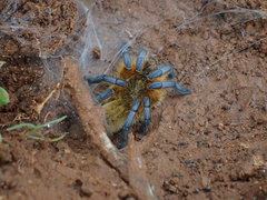 Harpactira pulchripes