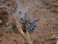Harpactira pulchripes