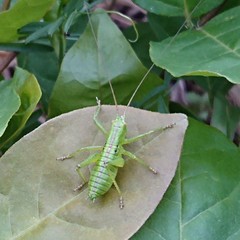 Tettigonia orientalis