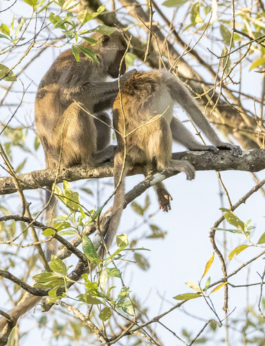 Long-tailed Macaque