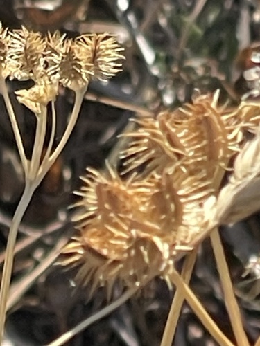 Orlaya grandiflora