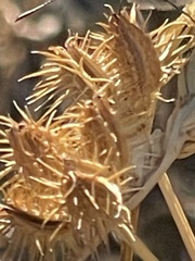 author not stated, no rights reserved Orlaya grandiflora, photograph author not stated, no rights reserved
