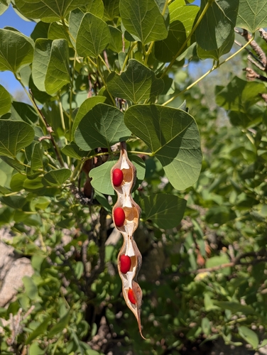 Erythrina flabelliformis, photograph 3