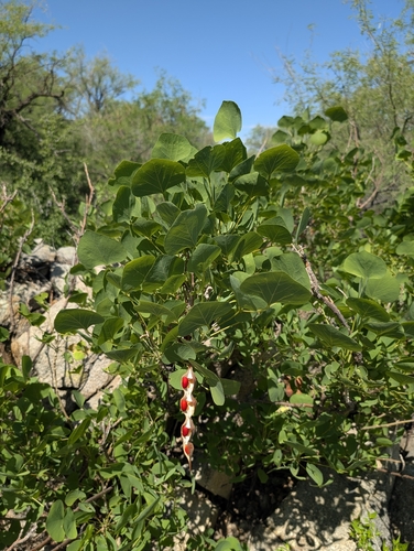 Erythrina flabelliformis, photograph 4