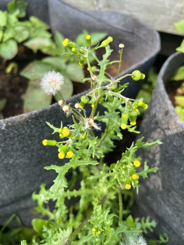 common groundsel