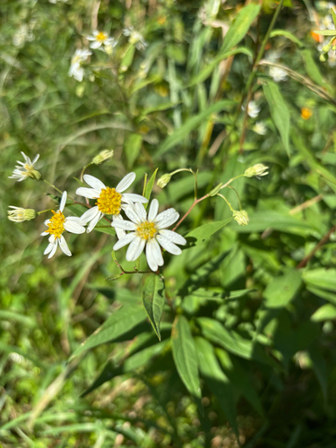 flat-top white aster