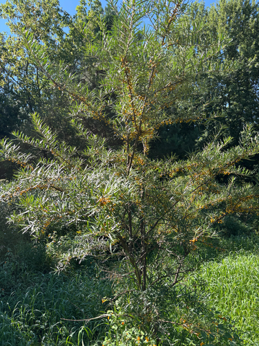 Sea-buckthorn