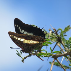 Charaxes brutus