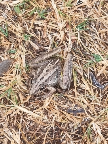 Striped Rocket Frog