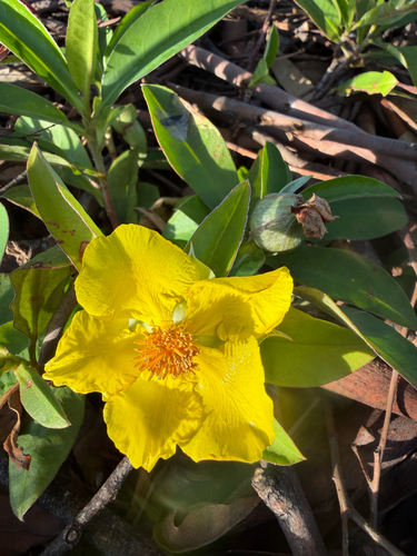 Climbing Guinea flower