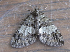 Hydriomena impluviata