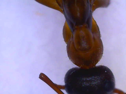 Formica cinerea