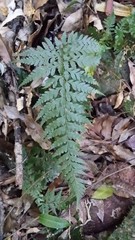 Parapolystichum acuminatum