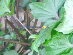 Prodasineura croconota