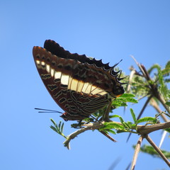 Charaxes brutus