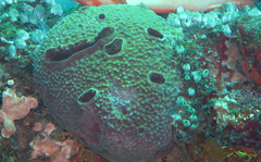 Cinachyrella