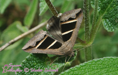 Grammodes bifasciata