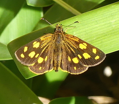 Metisella metis paris