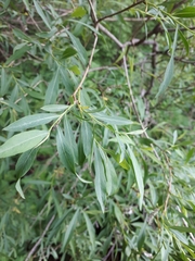 Salix vinogradovii