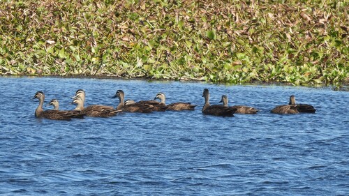 Pacific Black Duck