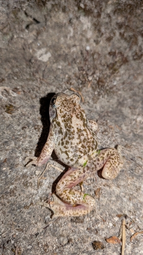 Alytes obstetricans pertinax