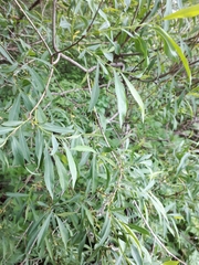 Salix vinogradovii