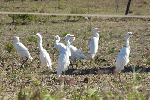 Eastern Cattle-Egret