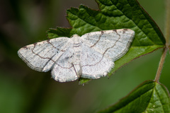 Stegania trimaculata