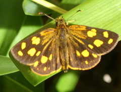 Metisella metis paris