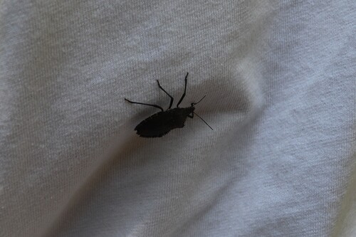 Mediterranean Spiny Stink Bug