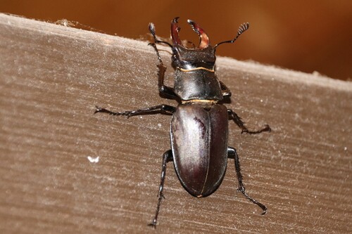 Lucanus cervus turcicus