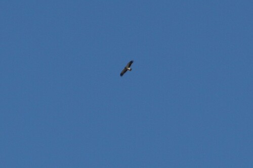 Booted Eagle