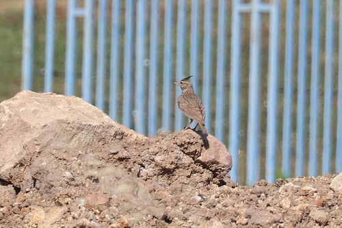 Crested Lark