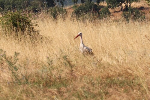 White Stork