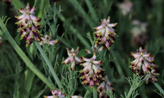 Platycapnos spicata