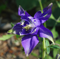 Aquilegia vulgaris