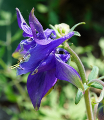 Aquilegia vulgaris