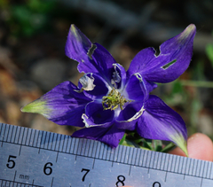 Aquilegia vulgaris