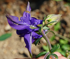 Aquilegia vulgaris