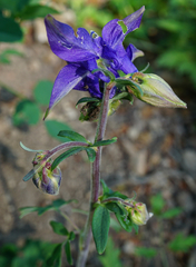 Aquilegia vulgaris