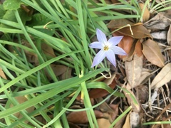 Ipheion