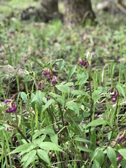 Lathyrus vernus