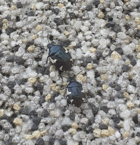 Rambur's pied shieldbug, Essling, 1220 Wien, Österreich, photo 8 of 10