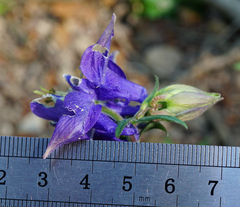 Aquilegia vulgaris