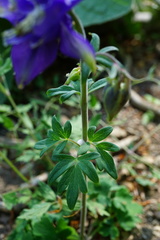 Aquilegia vulgaris