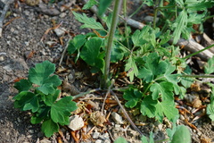 Aquilegia vulgaris