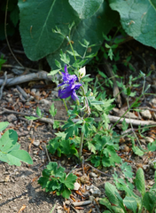 Aquilegia vulgaris