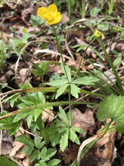 Ranunculus cassubicus