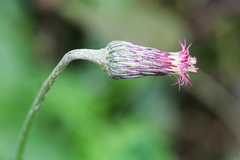 Chaptalia nutans