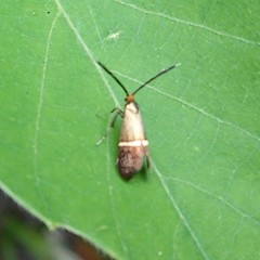 Nemophora aurifera